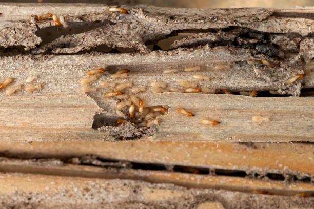 Best Residential Pest Control  in Memphis, TN